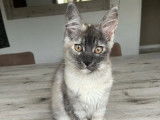 Chatonne Maine Coon black silver tortie disponible à l’achat (LOOF)