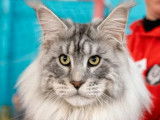 Chat adulte mâle Maine Coon LOOF à vendre