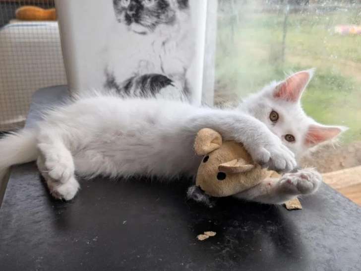 2 chatons mâles Maine Coon LOOF à vendre