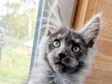 2 chatons mâles Maine Coon LOOF à vendre