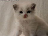 4 chatons Ragdoll à réserver (LOOF)