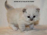 4 chatons Ragdoll à réserver (LOOF)