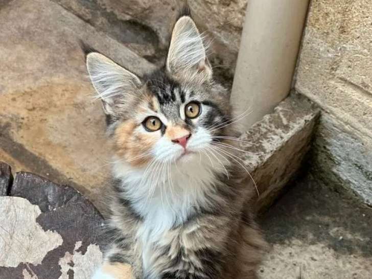 Chatons Maine Coon disponibles à la vente (LOOF)