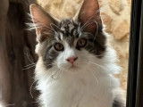 Chatons Maine Coon disponibles à la vente (LOOF)