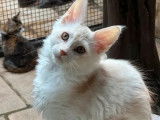 Chatons Maine Coon disponibles à la vente (LOOF)