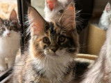 Chatons Maine Coon disponibles à la vente (LOOF)
