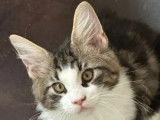 Chatons Maine Coon disponibles à la vente (LOOF)