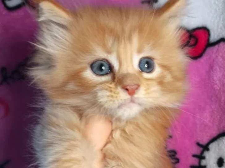 1 chaton femelle Maine Coon LOOF à réserver