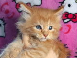 1 chaton femelle Maine Coon LOOF à réserver