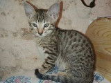1 chaton mâle Savannah F6 LOOF à vendre
