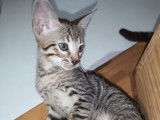1 chaton mâle Savannah F6 LOOF à vendre