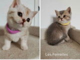 5 chatons British Shorthair LOOF à réserver