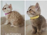 5 chatons British Shorthair LOOF à réserver