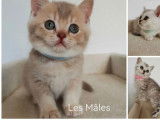 5 chatons British Shorthair LOOF à réserver
