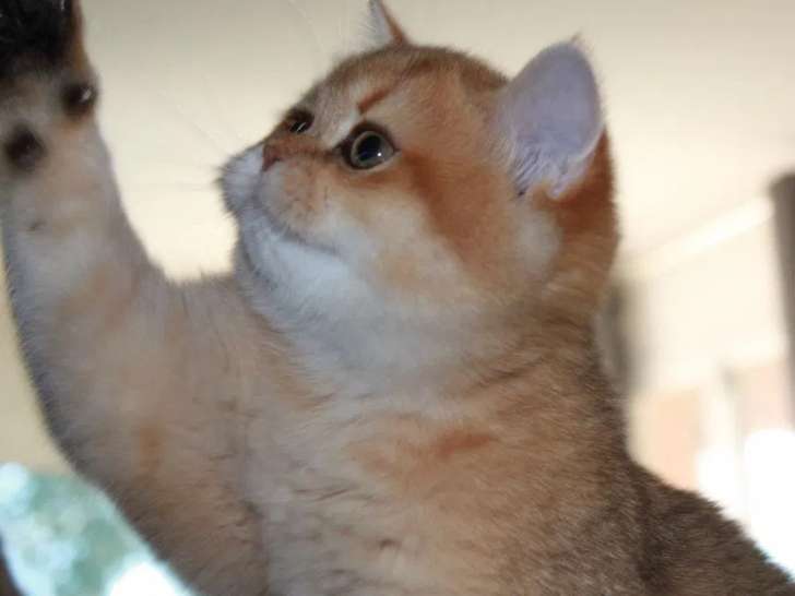 1 chaton femelle British Shorthair black golden shaded à réserver (LOOF)