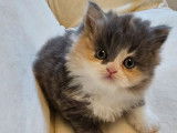 2 chatons femelles British Shorthair et Highland Straight LOOF à vendre