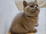 2 chatons femelles British Shorthair et Highland Straight LOOF à vendre