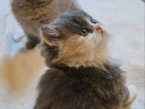 2 chatons femelles British Shorthair et Highland Straight LOOF à vendre