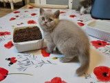 2 chatons femelles British Shorthair et Highland Straight LOOF à vendre