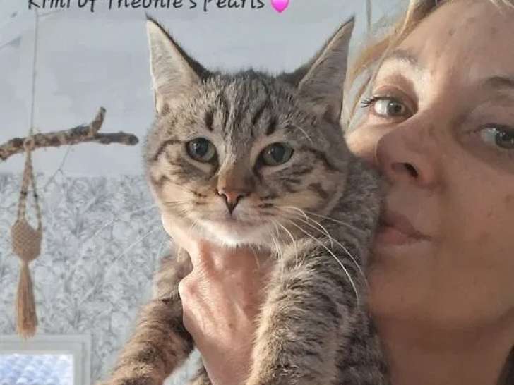 Une chatonne Highlander Desert Lynx LOOF à vendre