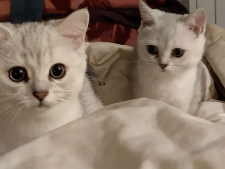 Chaton British Shorthair black silver shaded LOOF à vendre