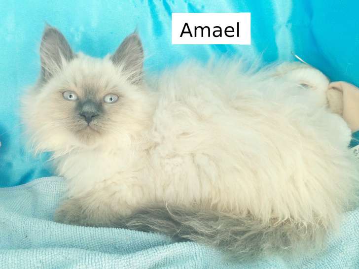 Chatons Sibériens LOOF déjà très câlins à vendre