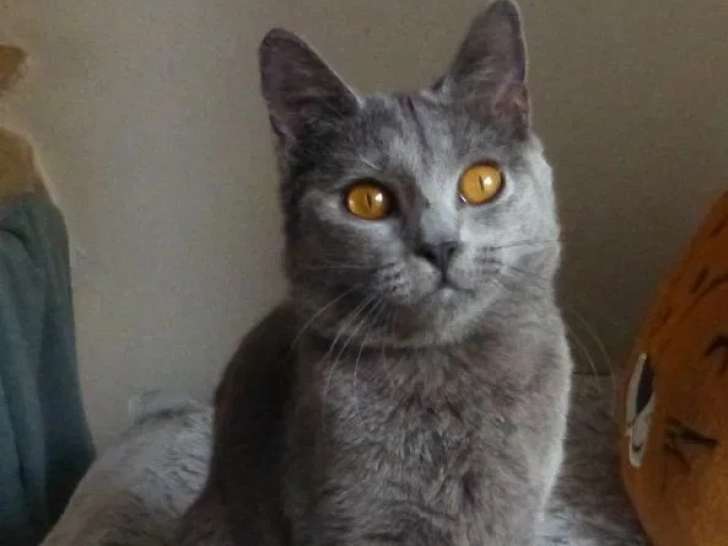 1 chaton femelle Chartreux LOOF à vendre