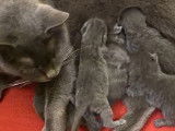 4 chatons Chartreux à réserver (LOOF)