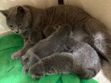4 chatons Chartreux à réserver (LOOF)