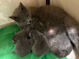 4 chatons Chartreux à réserver (LOOF)