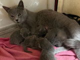 4 chatons Chartreux à réserver (LOOF)