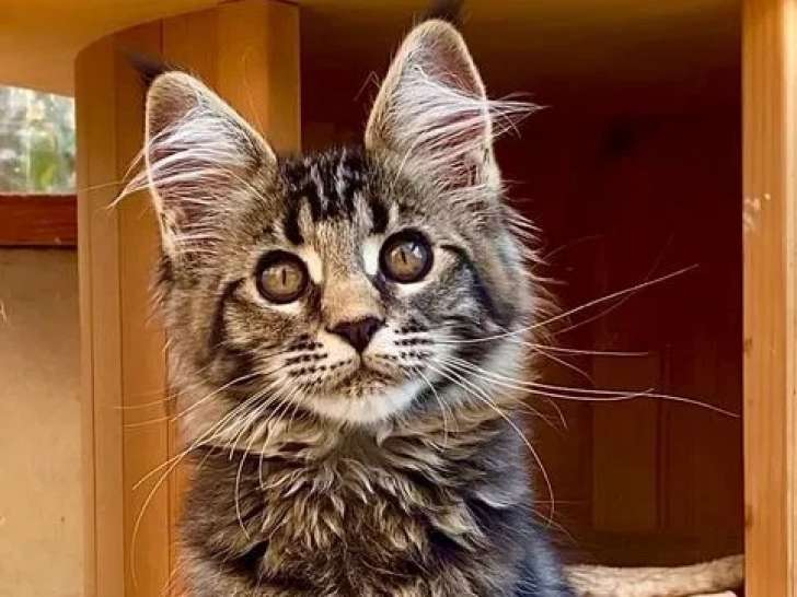 2 chatonnes Maine Coon LOOF à vendre
