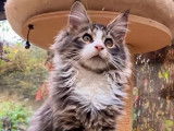 2 chatonnes Maine Coon LOOF à vendre