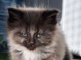 1 chaton femelle Maine Coon black smoke et blanc à réserver (LOOF)