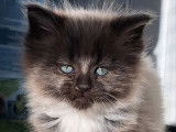 1 chaton femelle Maine Coon black smoke et blanc à réserver (LOOF)