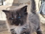1 chaton femelle Maine Coon black smoke et blanc à réserver (LOOF)