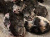Chatons de race Maine Coon à vendre (5 femelles & 3 mâles)