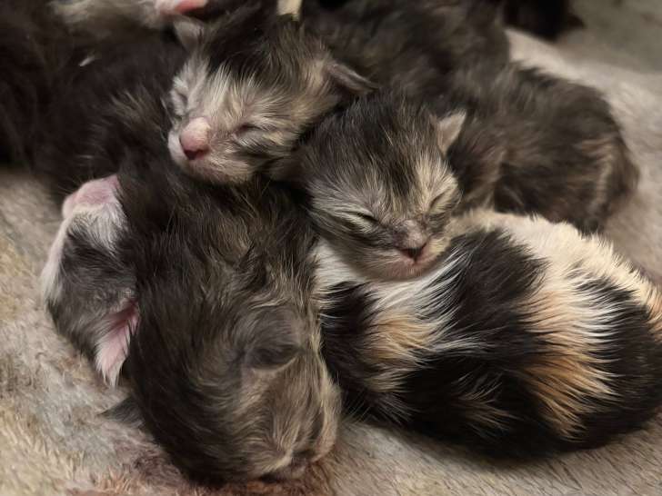 Chatons de race Maine Coon à vendre (5 femelles & 3 mâles)