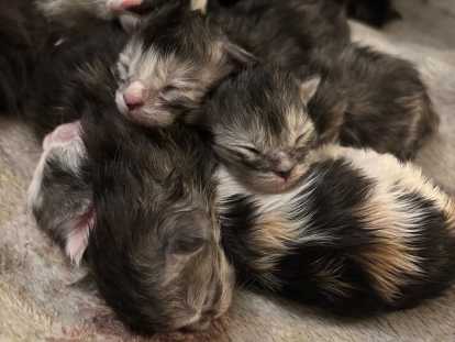 Chatons de race Maine Coon à vendre (5 femelles & 3 mâles)
