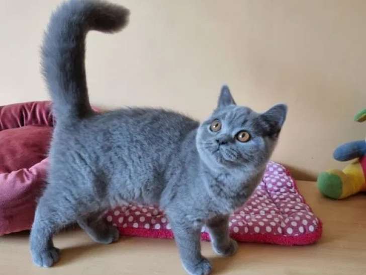 1 chaton femelle British Shorthair bleu LOOF à vendre