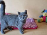 1 chaton femelle British Shorthair bleu LOOF à vendre
