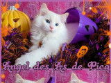 1 chaton mâle Ragdoll LOOF à vendre