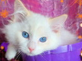 1 chaton mâle Ragdoll LOOF à vendre