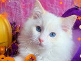 1 chaton mâle Ragdoll LOOF à vendre