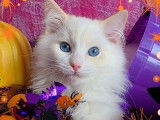1 chaton mâle Ragdoll LOOF à vendre