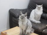 3 chatons Maine Coon LOOF à vendre