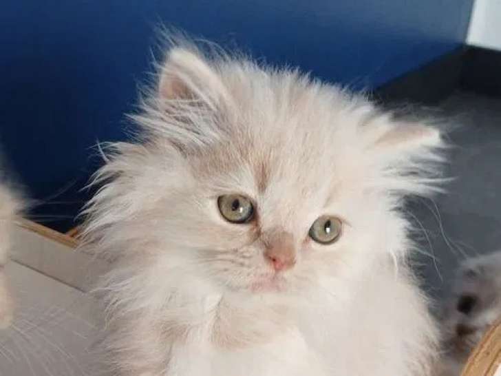 1 chaton mâle Highland Straight crème LOOF à vendre