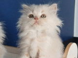 1 chaton mâle Highland Straight crème LOOF à vendre