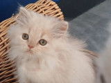 1 chaton mâle Highland Straight crème LOOF à vendre