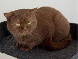 Chatte adulte British Shorthair disponible à l’achat (LOOF)